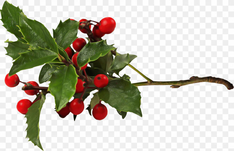 Holly, PNG, 1801x1164px, Flower, Acerola Family, American Holly, Berry, Branch Download Free