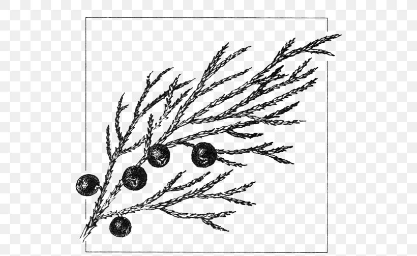 Juniperus Sabina Common Juniper Drawing Gymnosperm Cupressus, PNG, 549x503px, Juniperus Sabina, Art, Artwork, Black, Black And White Download Free
