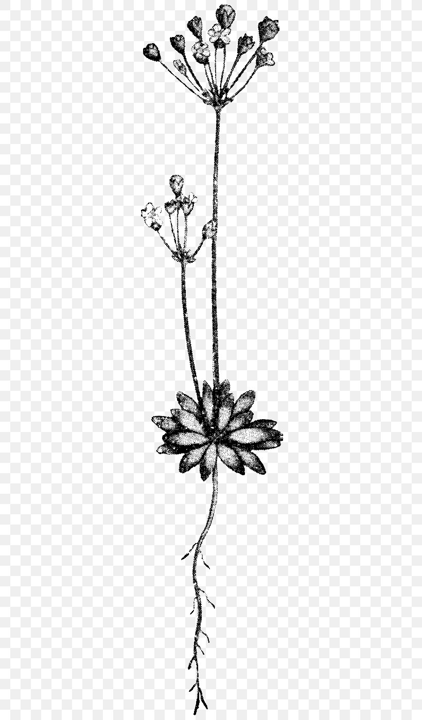 Twig Leaf Succulent Plant Plant Stem, PNG, 286x1400px, Twig, Art, Black And White, Botany, Branch Download Free