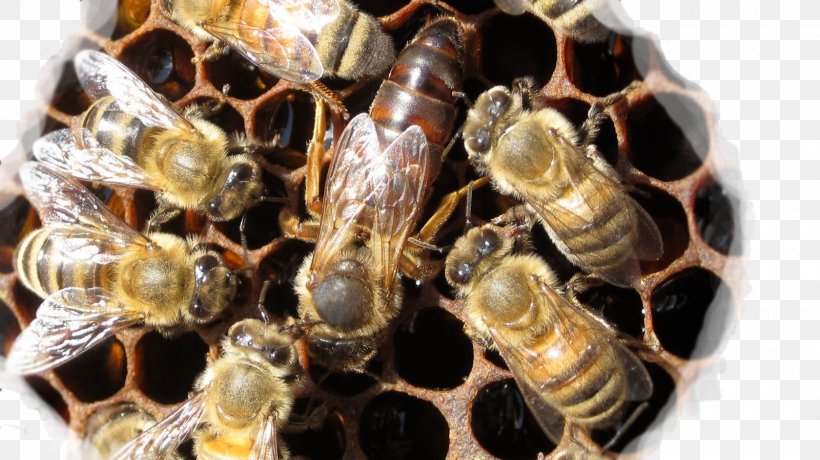 Western Honey Bee Queen Bee Worker Bee Beehive, PNG, 1600x899px, Western Honey Bee, Arthropod, Bee, Beehive, Beekeeping Download Free