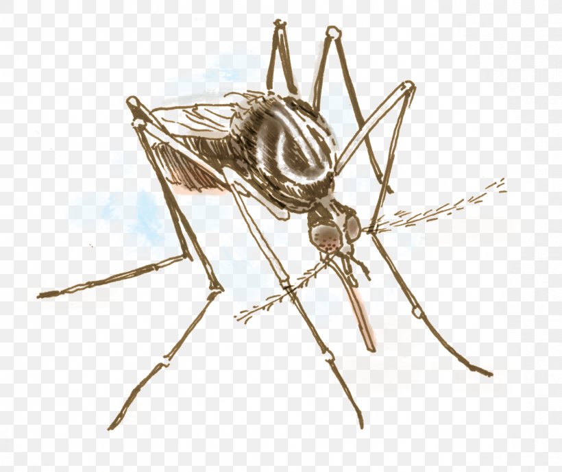 Aedes Albopictus Yellow Fever Mosquito Insect Invertebrate Ovitrap, PNG, 1342x1129px, Aedes Albopictus, Aedes, Arthropod, Dengue, Insect Download Free