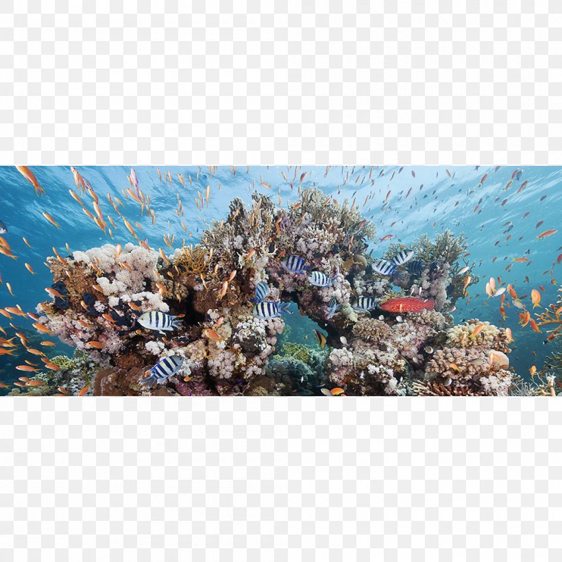 Glen Cowans Underwater Photography Coral Reef Underwater Photography, PNG, 1000x1000px, Glen Cowans, Art, Art Museum, Artist, Coral Download Free