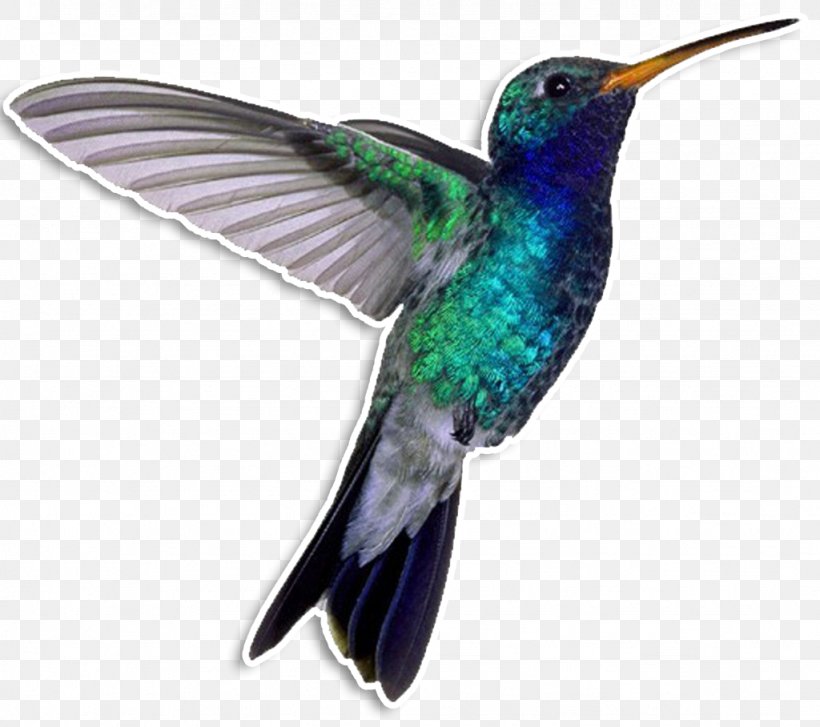 Hummingbird Drawing Blue-throated Mountaingem, PNG, 1024x908px, Hummingbird, Abziehtattoo, Animal, Beak, Bird Download Free