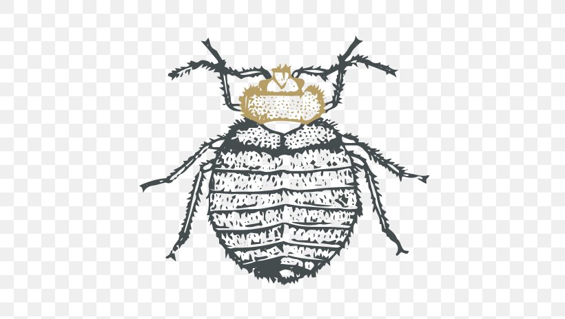 Insect Servcontrol Pest Bedbug Bed Bug, PNG, 570x464px, Insect, Art, Arthropod, Bed Bug, Bedbug Download Free