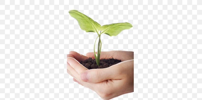 Plant Soil, PNG, 646x408px, Plant, Alternative Medicine, Crop, Finger, Flowerpot Download Free