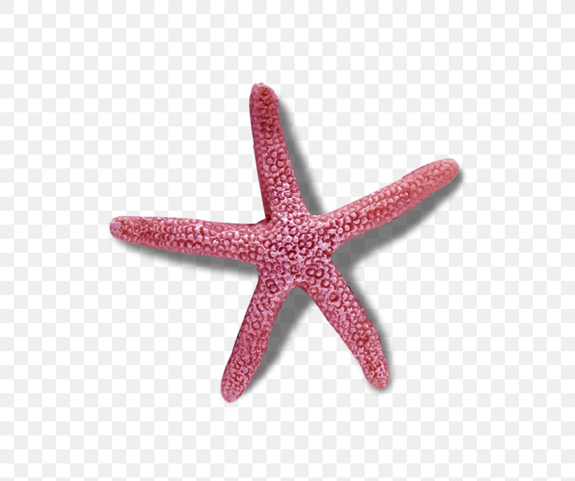 Starfish Echinoderm Symmetry In Biology Reflection Symmetry, PNG, 800x685px, Starfish, Biology, Echinoderm, Invertebrate, Marine Invertebrates Download Free