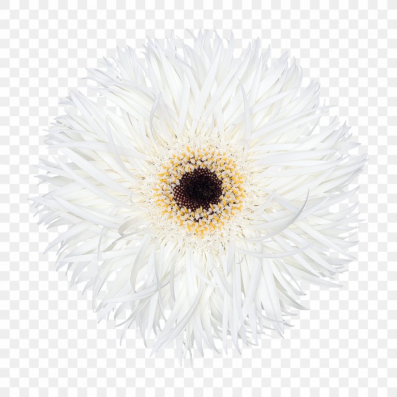 Chrysanthemum Transvaal Daisy Oxeye Daisy Cut Flowers Daisy Family, PNG, 1772x1772px, Chrysanthemum, Black And White, Chrysanths, Closeup, Cut Flowers Download Free