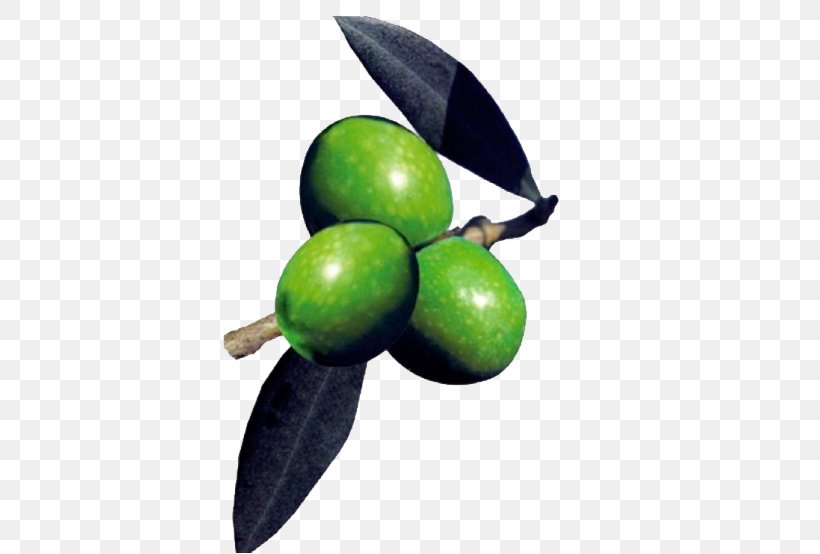 Fruit Olive, PNG, 480x554px, Fruit, Food, Olive, Plant Download Free