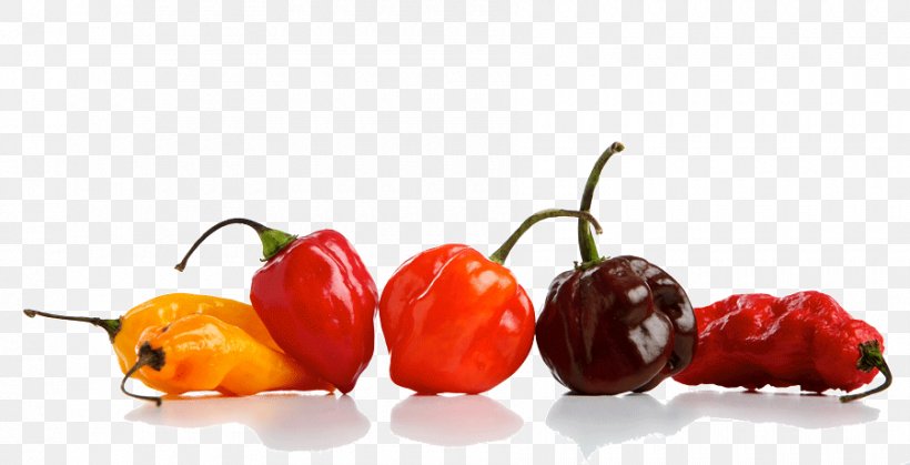 Habanero Cayenne Pepper Chili Pepper Carolina Reaper Peperoncino, PNG, 900x460px, Habanero, Bell Peppers And Chili Peppers, Biber, Capsicum, Capsicum Annuum Download Free