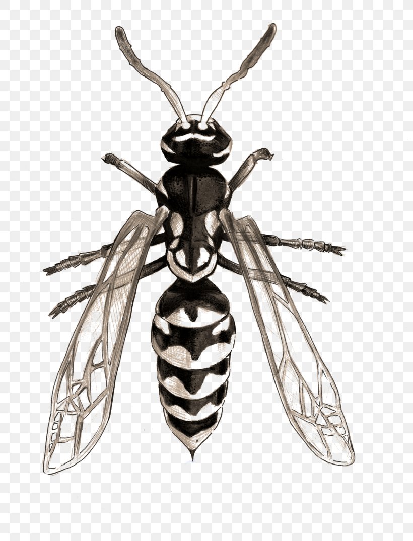 Wasp Insect Hornet Bee Photography, PNG, 800x1075px, Wasp, Art, Arthropod, Bee, Black And White Download Free
