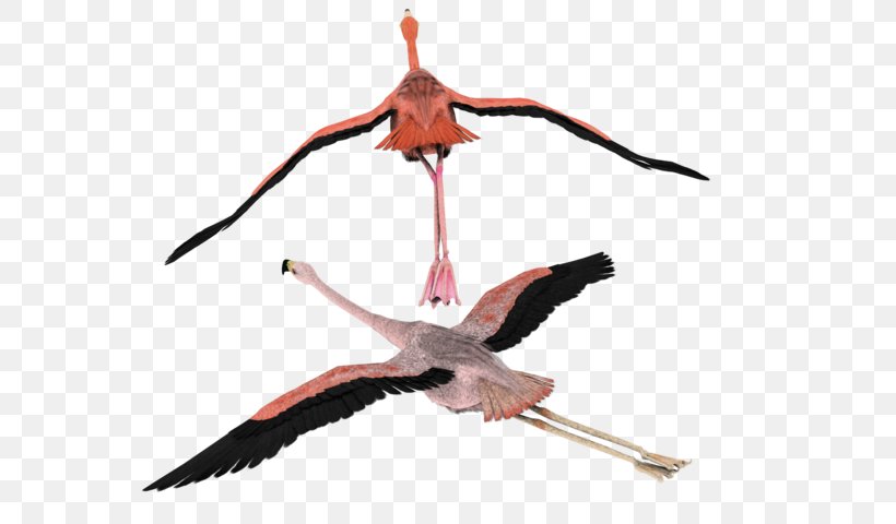 Bird White Stork Flamingo Flight Clip Art, PNG, 600x480px, 3d Modeling, Bird, Beak, Feather, Flamingo Download Free