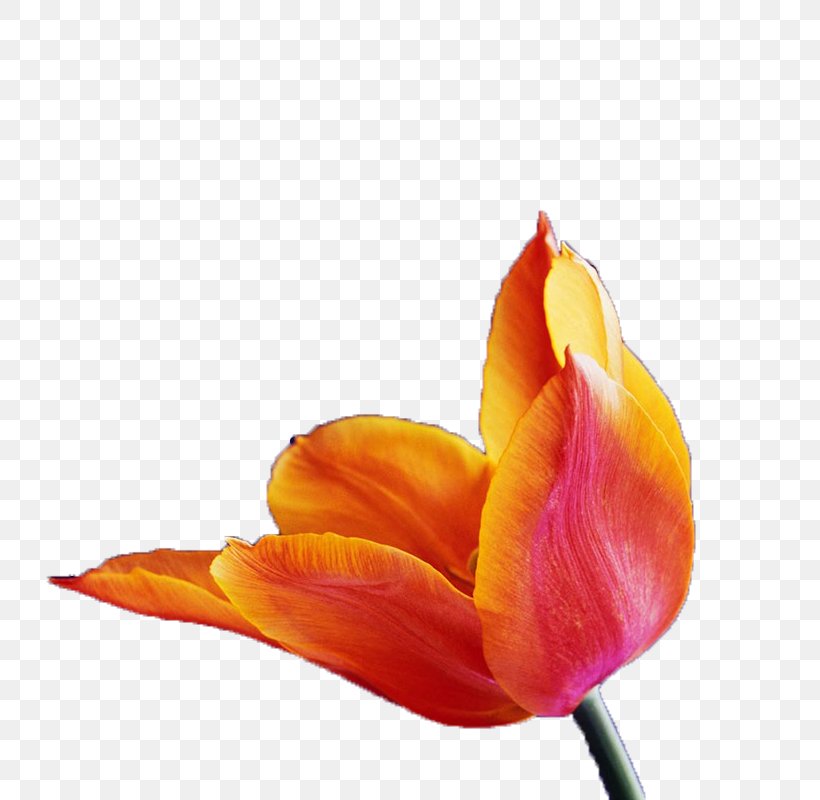 Tulip Orange Wallpaper, PNG, 800x800px, Tulip, Citrus Xd7 Sinensis, Close Up, Color, Computer Download Free