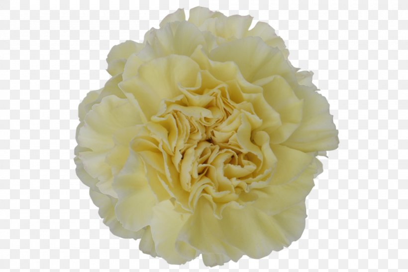 Cut Flowers Carnation Yellow Floristry, PNG, 1000x667px, Cut Flowers, Birth Flower, Carnation, Floristry, Flower Download Free