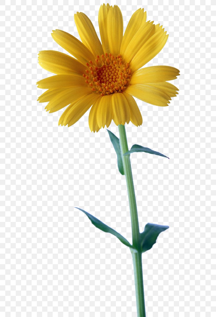 Happiness Sticker Love Thursday, PNG, 564x1200px, Happiness, Avinash Sachdev, Daisy, Daisy Family, Flower Download Free