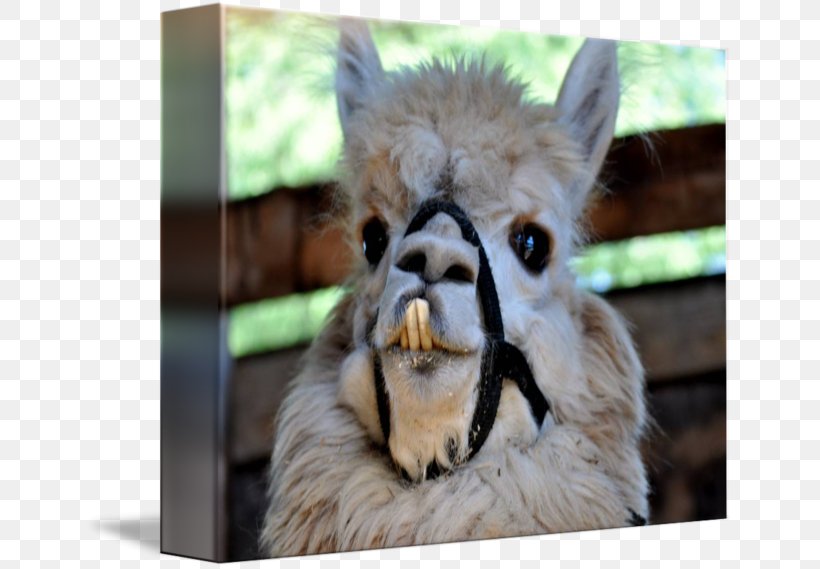 Llama Alpaca Imagekind Art Animal, PNG, 650x569px, Llama, Alpaca, Animal, Art, Camel Like Mammal Download Free