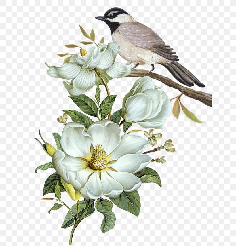 Bird Watercolor Painting, PNG, 650x855px, Bird, Beak, Branch, Cut Flowers, Finch Download Free