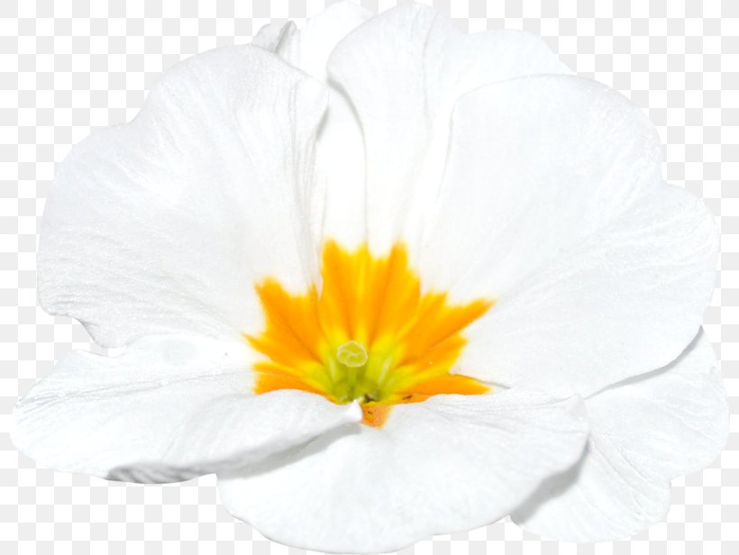 Flowering Plant, PNG, 800x616px, Flowering Plant, Flower, Petal, Plant, White Download Free