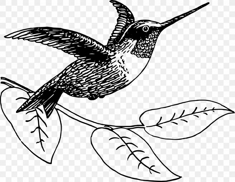 Hummingbird Drawing Clip Art, PNG, 2400x1865px, Hummingbird, Art, Artwork, Beak, Bird Download Free
