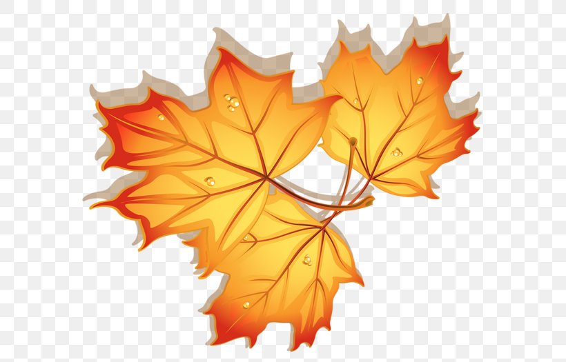 Maple Leaf Autumn, PNG, 600x525px, Leaf, Animation, Autumn, Autumn Leaf Color, Autumn Leaves Download Free
