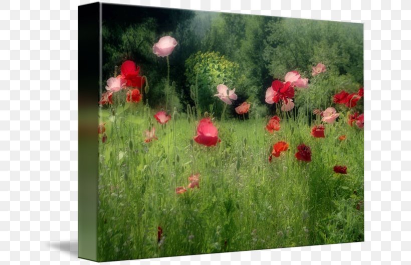 Poppy Wildflower Groundcover Meadow, PNG, 650x528px, Poppy, Child, Ecosystem, Field, Flower Download Free
