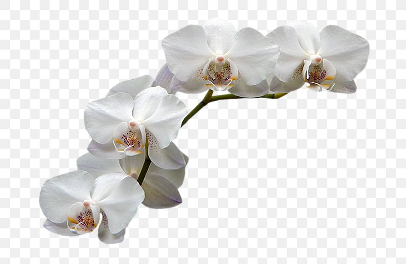 Moth Orchids Flower, PNG, 793x533px, 2015, 2016, 2017, Moth Orchids, Blog Download Free