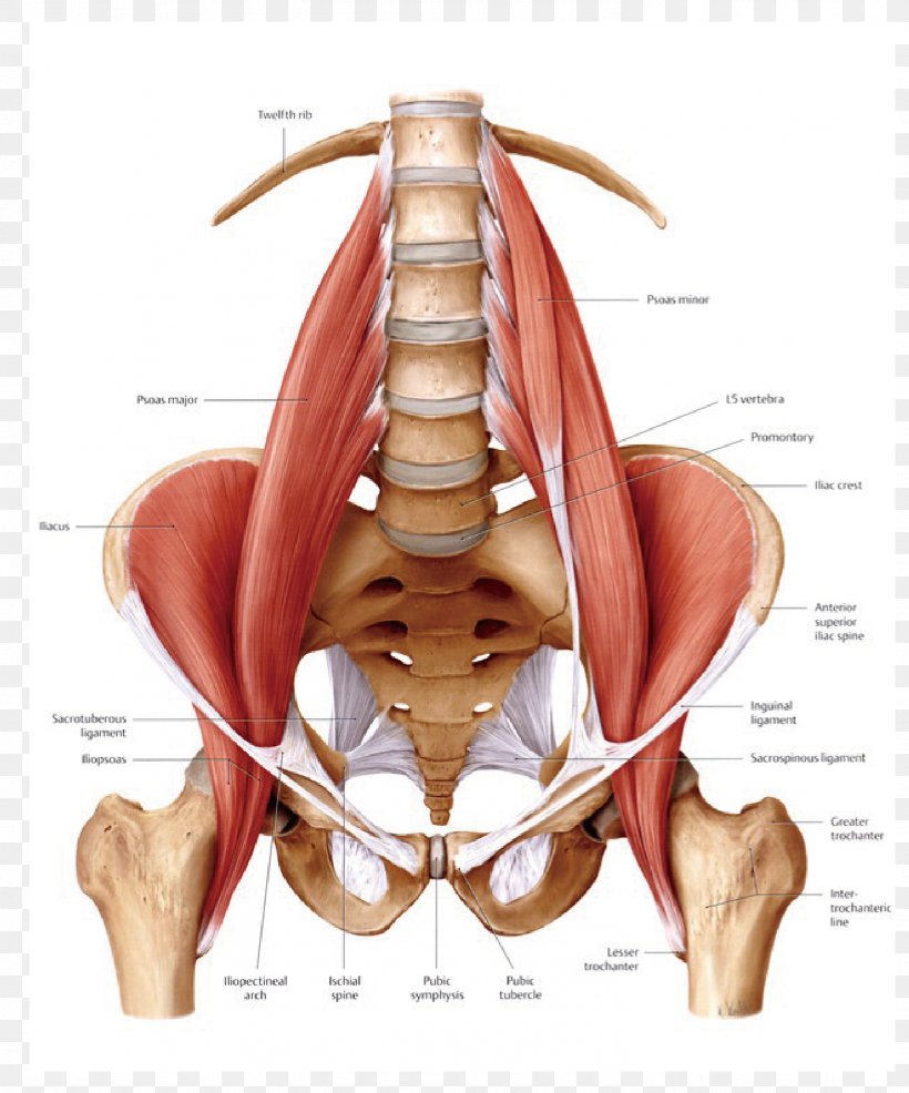 Psoas Major Muscle Iliopsoas Anatomy Human Body, PNG, 1479x1780px, Psoas Major Muscle, Abdomen, Anatomy, Arm, Back Download Free
