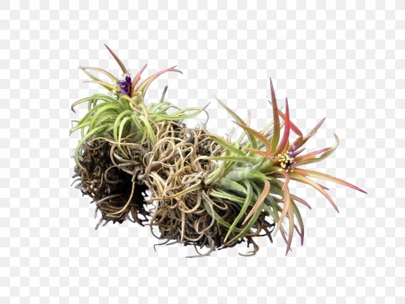 Sky Plant Bromeliads Tillandsia Cacticola Tillandsia Albertiana Epiphyte, PNG, 1024x768px, Sky Plant, Bromeliads, Epiphyte, Grass, Grass Family Download Free