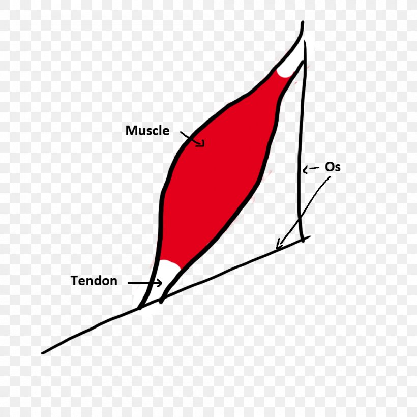 Tendon Bone Muscle Tendinitis Ligament, PNG, 1000x1000px, Watercolor, Cartoon, Flower, Frame, Heart Download Free