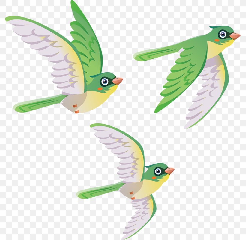 Bird Clip Art, PNG, 787x800px, Bird, Beak, Common Pet Parakeet, Drawing, Fauna Download Free