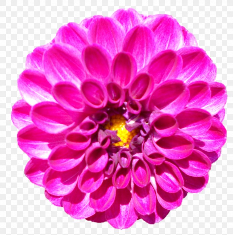 Dahlia Stock Photography Royalty-free, PNG, 975x980px, Dahlia, Annual Plant, Aster, Chrysanths, Cut Flowers Download Free