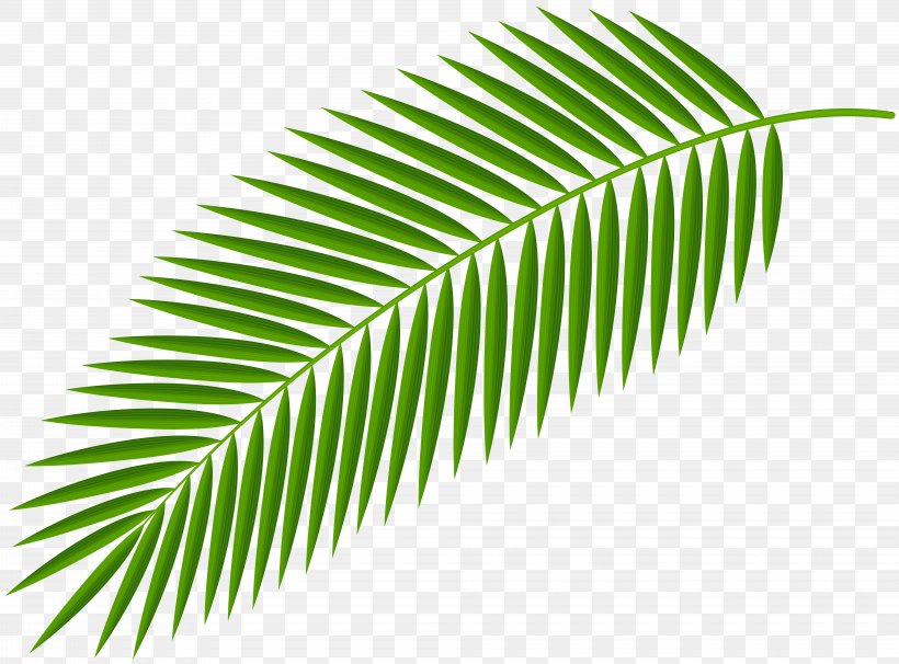 Palm Branch Clip Art Palm Trees Palm-leaf Manuscript Image, PNG, 8000x5919px, Palm Branch, Leaf, Palm Sunday, Palm Tree, Palm Trees Download Free