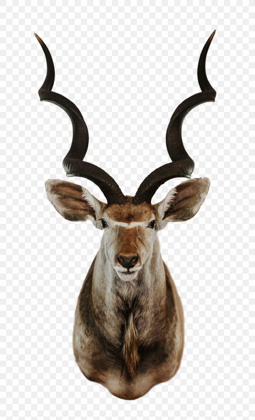Trophy Cartoon, PNG, 1127x1858px, Greater Kudu, Animal, Antelope, Antler, Common Eland Download Free