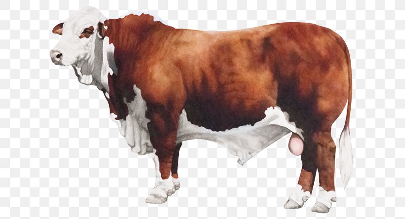 Braford Ox Bull Rump Steak Flank Steak, PNG, 630x444px, Braford, Bull, Cattle, Cattle Like Mammal, Cow Goat Family Download Free