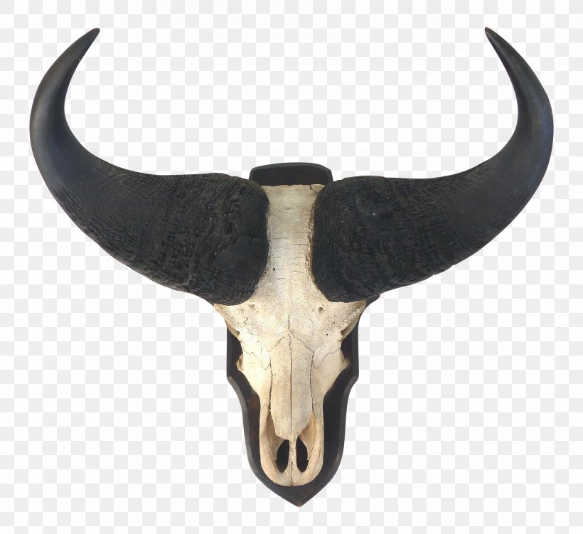 Cattle Horn Bone Mammal, PNG, 3359x3079px, Cattle, Bone, Cattle Like Mammal, Horn, Mammal Download Free
