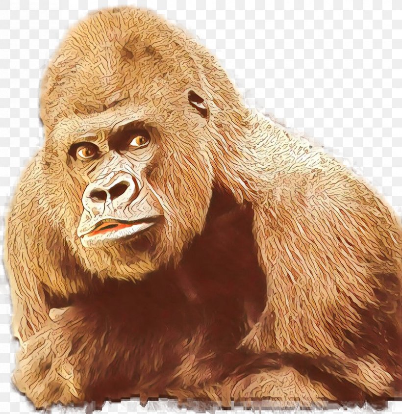 Gorilla Orangutan Monkey Fur Terrestrial Animal, PNG, 839x864px, Gorilla, Animal, Fur, Head, Mammal Download Free