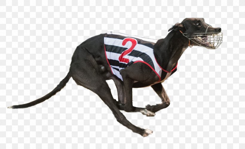 Italian Greyhound Greyhound Racing Dog Breed, PNG, 966x589px, Greyhound, Animal Sports, Breed, Carnivoran, Cut Copy Download Free