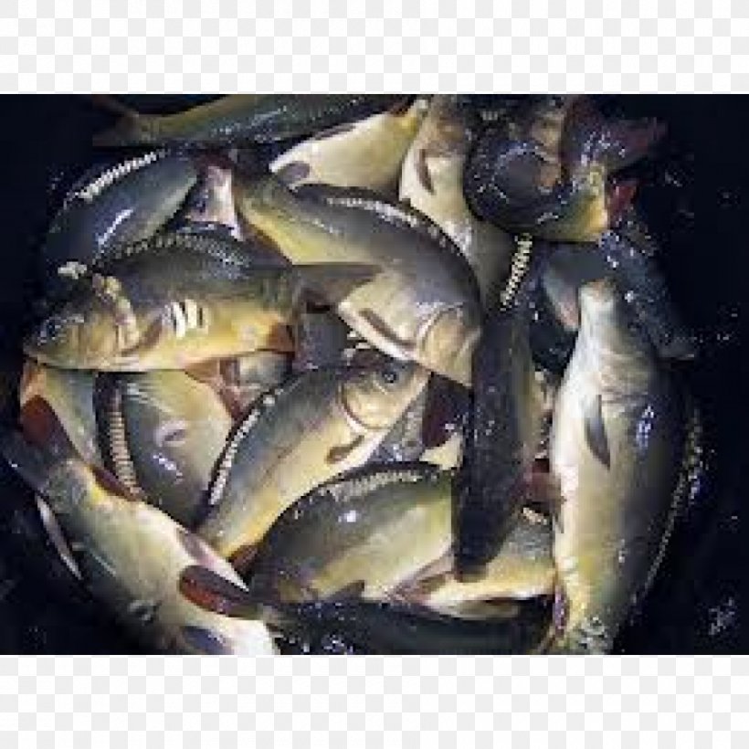 Koi Tench Oily Fish Sardine, PNG, 900x900px, Koi, Animal Source Foods, Bony Fish, Carp, Common Carp Download Free