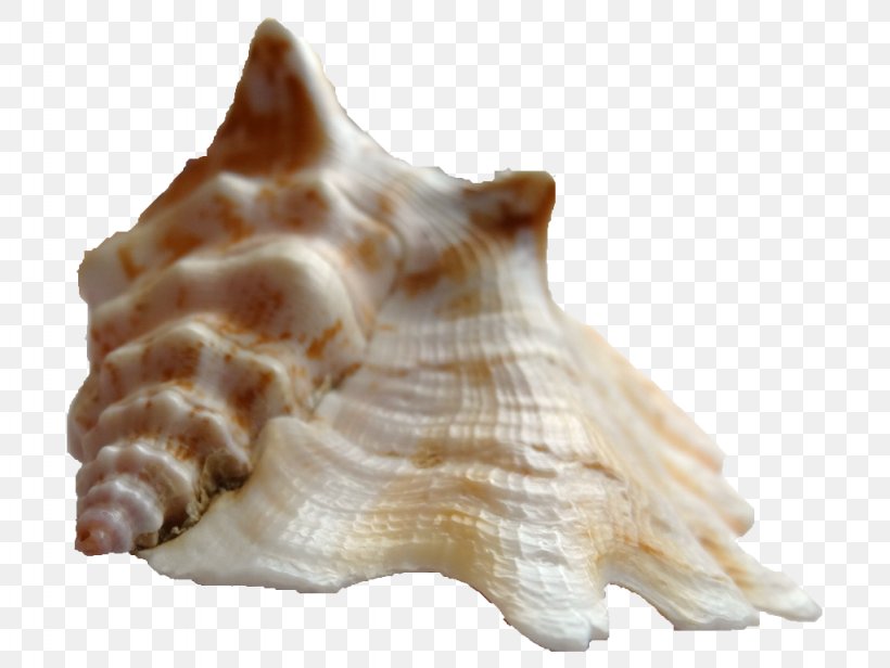 Shankha Cockle Sinustrombus Sinuatus Conchology, PNG, 1024x770px, 2016, Shankha, Cereal, Clams Oysters Mussels And Scallops, Cockle Download Free