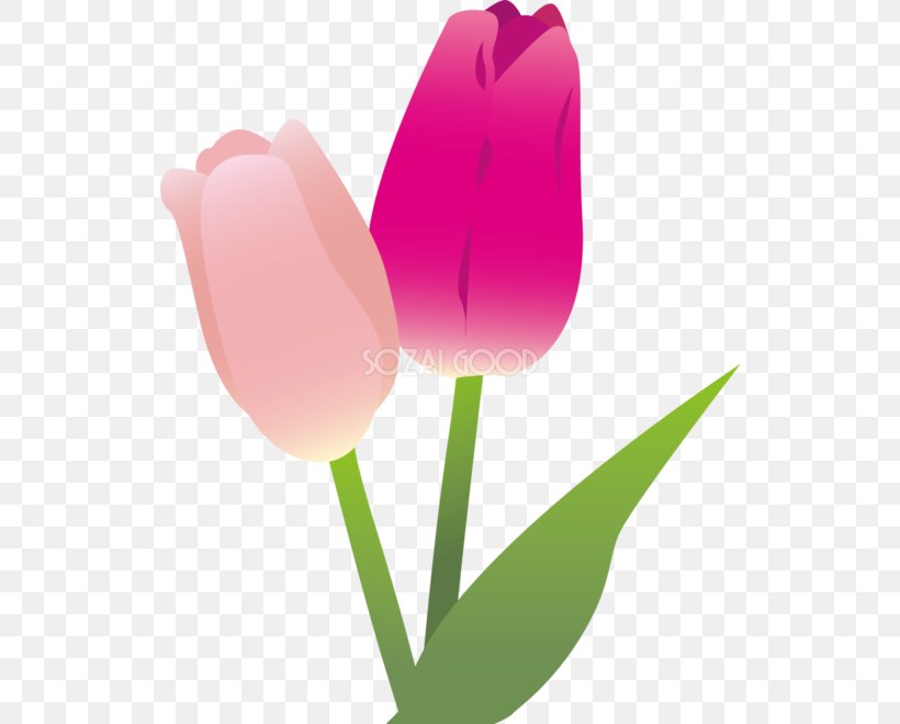 Tulip Illustration Adobe Illustrator Clip Art Image, PNG, 528x660px, Tulip, Bud, Close Up, Color Gradient, Flower Download Free