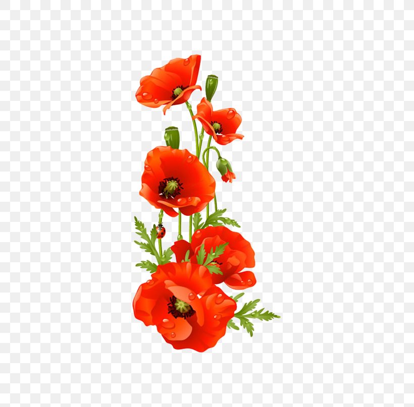 Vector Graphics Picture Frames Poppy Royalty-free Stock Photography, PNG, 604x807px, Picture Frames, Anemone, Artificial Flower, Bouquet, Coquelicot Download Free