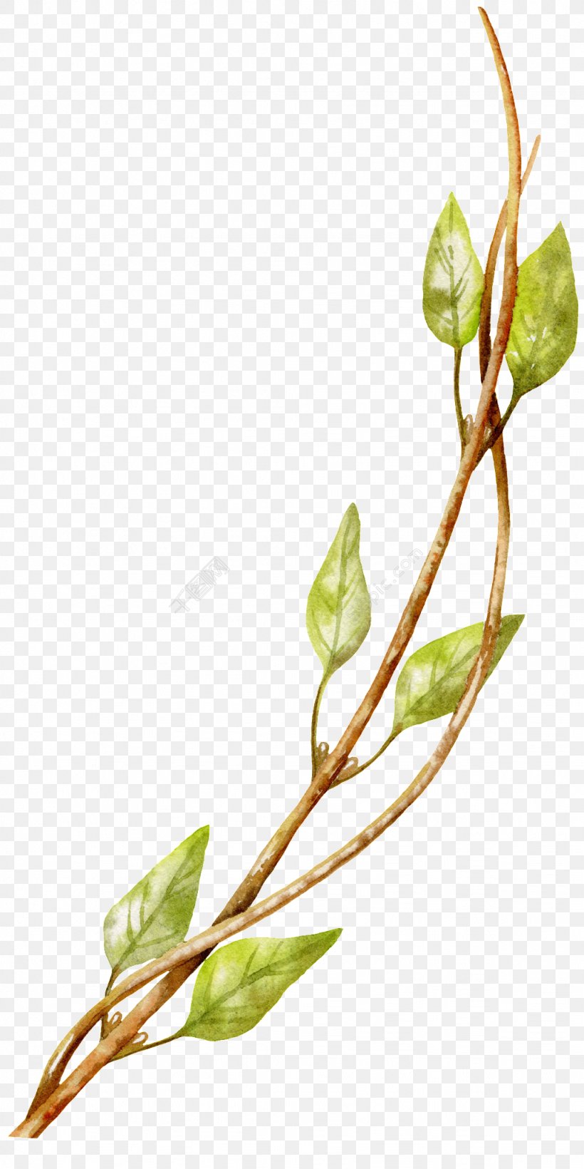 Watercolor Painting Image Drawing Watercolor: Flowers, PNG, 1024x2048px, Watercolor Painting, Art, Branch, Bud, Drawing Download Free