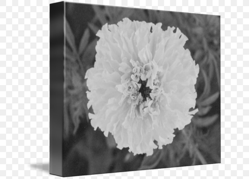 Art Floral Design Still Life Photography, PNG, 650x589px, Art, Art Museum, Black And White, Fine Art, Flora Download Free