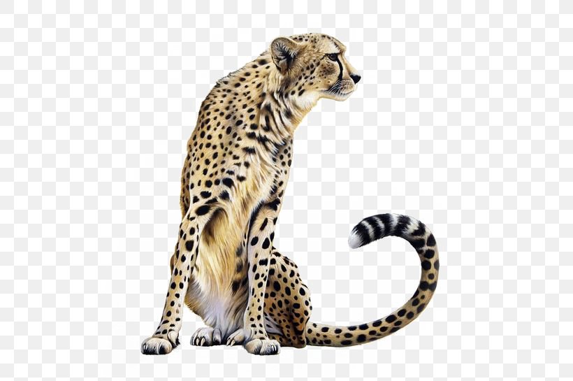 Cheetah Lion Felidae, PNG, 564x545px, Cheetah, Big Cat, Big Cats, Carnivoran, Cat Like Mammal Download Free