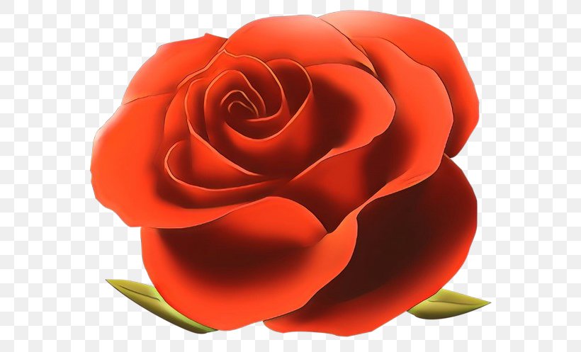 Garden Roses, PNG, 600x497px, Cartoon, Floribunda, Flower, Garden Roses, Hybrid Tea Rose Download Free