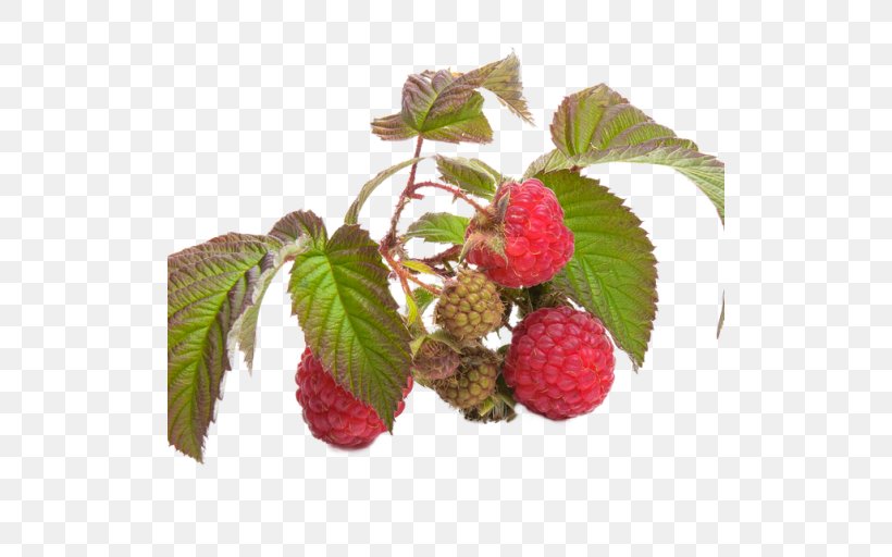 Raspberry Health Tea Food, PNG, 512x512px, Raspberry, Avocado, Berry, Blackberry, Boysenberry Download Free