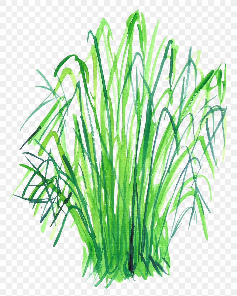 Clip Art, PNG, 1557x1945px, Artworks, Aquarium Decor, Commodity, Food, Grass Download Free