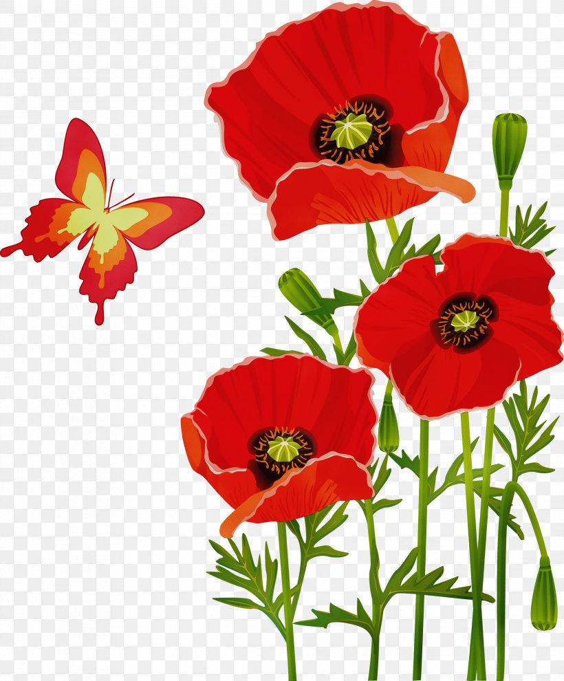 Flower Flowering Plant Red Plant Coquelicot, PNG, 2484x3000px, Watercolor, Coquelicot, Corn Poppy, Flower, Flowering Plant Download Free
