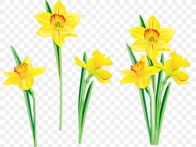 Flower Yellow Narcissus Plant Cut Flowers, PNG, 800x613px, Watercolor, Amaryllis Family, Cut Flowers, Flower, Narcissus Download Free