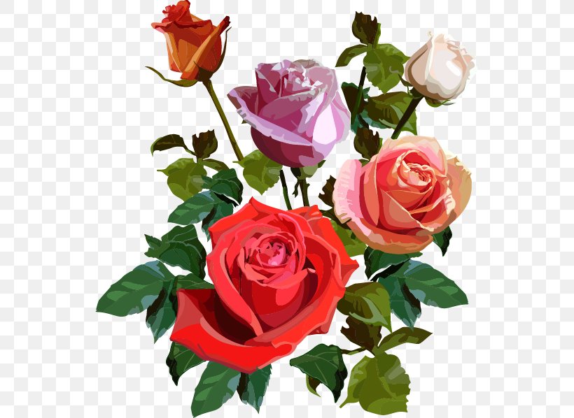 Garden Roses Cabbage Rose Floribunda Cut Flowers, PNG, 547x598px, Garden Roses, Annual Plant, Cabbage Rose, Cut Flowers, Floral Design Download Free