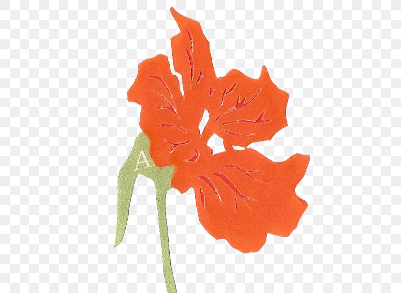 Leaf Variegation Petal Orange Plant Stem, PNG, 800x600px, Leaf, Color, Flower, Flowering Plant, Nasturtium Download Free